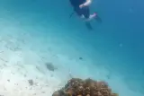 Racha Yai ve Racha Noi'de kişisel eğitmen eşliğinde dalış, 2 dalış, fotoğraf 2