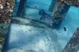 Racha Yai ve Racha Noi'de kişisel eğitmen eşliğinde dalış, 2 dalış, fotoğraf 3