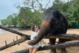 Jet ski di sekitar pulau Phuket: gajah di Sirey, bakau dan monyet, foto 2