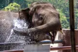 Memberi makan gajah di taman di Choeng Tal, diiringi dalam bahasa Inggeris, foto 2