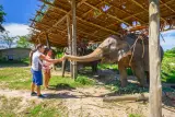 Memberi makan gajah di taman di Choeng Tal, diiringi dalam bahasa Inggeris, foto 3