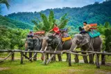 Phang Nga dalam 12 jam: jambatan kaca pada waktu pagi, bakau, gajah dan air terjun, foto 3