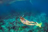 Phi Phi, Maya Körfezi ve Bambu Adası tekneyle şnorkelle dalış, fotoğraf 3