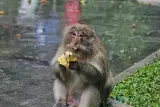 ركوب الرمث ومركبات الدفع الرباعي ومعبد الكهف مع القرود (خاو لاك), صورة 4