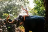 Khao Lak'ta küçük grup safarisi: filler, sallar, şelale ve kaplumbağalar, fotoğraf 2