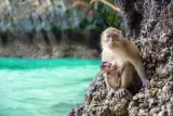 Khao Lak'ta küçük grup safarisi: filler, sallar, şelale ve kaplumbağalar, fotoğraf 3