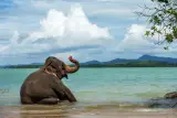 Lawatan keluarga ke Phuket: gajah, harimau, ular dan gula-gula, individu, foto 1