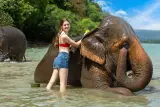 Lawatan keluarga ke Phuket: gajah, harimau, ular dan gula-gula, individu, foto 2