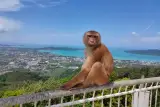 Lawatan keluarga ke Phuket: gajah, harimau, ular dan gula-gula, individu, foto 3