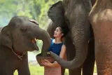 Tempat perlindungan gajah dengan berenang dan pelajaran memasak Thai, pemandu berbahasa Inggeris, foto 1