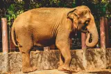 Tempat perlindungan gajah dengan berenang dan pelajaran memasak Thai, pemandu berbahasa Inggeris, foto 2