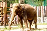 Tempat perlindungan gajah dengan berenang dan pelajaran memasak Thai, pemandu berbahasa Inggeris, foto 3
