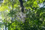 Trekking melalui hutan Krabi dengan ketinggian 600 meter, secara individu, foto 3