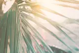 رحلة عبر غابة حديقة بوكيت الوطنية, صورة 4