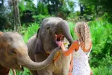 Penjagaan gajah dan kelas induk Pad Thai, panduan dalam bahasa Inggeris, foto 1