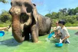 Penjagaan gajah dan kelas induk Pad Thai, panduan dalam bahasa Inggeris, foto 2