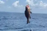 صيد السمك في البحر في الصباح قبالة جزيرة راشا ياي، شامل كليًا, صورة 2