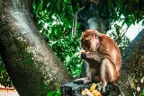 Teluk Phang Nga secara individu: Samet Nangshe, Pulau James Bond dan kampung air, foto 2