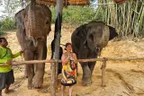เขตรักษาพันธุ์ช้างโดยไม่ต้องขี่และเรียนผัดไทยพร้อมไกด์ภาษาอังกฤษ, รูป 2