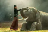 अंग्रेजी बोलने वाले गाइड के साथ 3 घंटे में फुकेत हाथी अभयारण्य, फ़ोटो 1