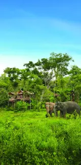 Phuket Elephant Sanctuary, заповедник слонов, фото 3
