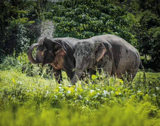 Phuket Elephant Sanctuary, заповедник слонов
