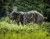 Phuket Elephant Sanctuary, заповедник слонов, фото 1