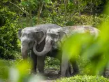 Phuket Elephant Sanctuary, заповедник слонов, фото 4