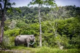 Phuket Elephant Sanctuary, заповедник слонов, фото 6