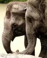 Phuket Elephant Sanctuary, заповедник слонов, фото 2